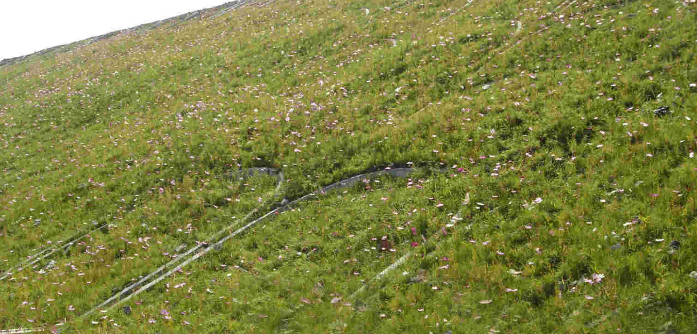 生态护坡植被
